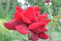 Papameiland