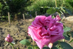 Sterling-rose