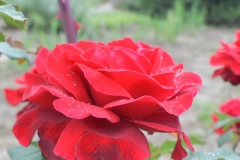Szaffi-rose