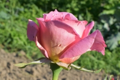 Tiffany-rose