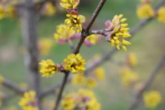 Cornus-mas-2