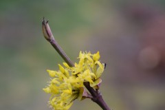 Cornus-mas