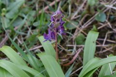 Corydalis-sp