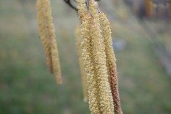 Corylus-avellana