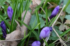 Crocus-heuffelianus