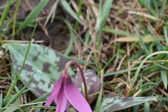 Erythronium-dens-canis