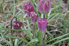 Fritillaria-meleagris
