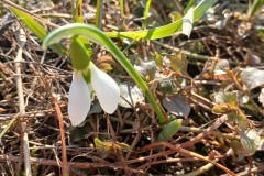 Galanthus-elwesii