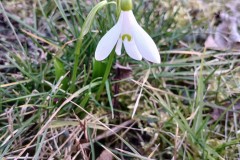 Galanthus-woronowii