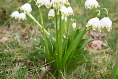 Leucojum-vernum