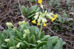 Primula-macrocalyx