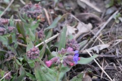 Pulmonaria-officinalis