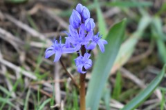 Scilla-sp