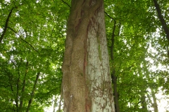 Kép 253