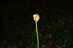 DSC_3367