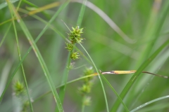 DSC_3278